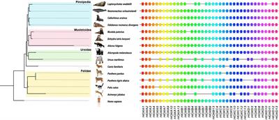 Natural selection and convergent evolution of the HOX gene family in Carnivora